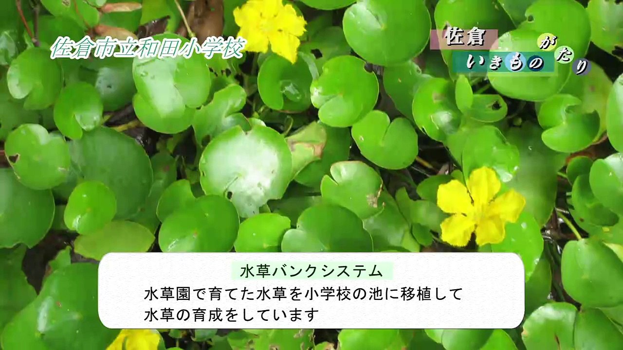 佐倉いきものがたり（2016/7/25）佐倉市