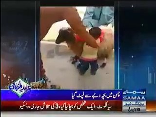 kid love for dunba before qurbani