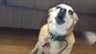 Cute Dog Breaks Into Song Awaiting Owner's Return