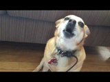 Cute Dog Breaks Into Song Awaiting Owner's Return