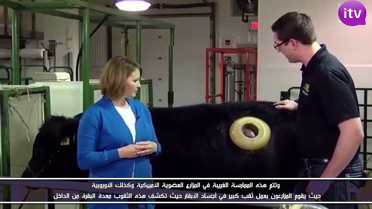 لماذا يثقبون البقر فى الغرب ؟؟