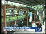 Banano ecuatoriano pierde clientes en todo el mundo