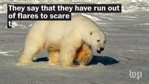 Polar bears 'besieged' remote Arctic weather post