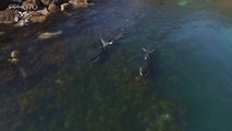 Drone Follows Killer Whale Pair Hunting in Shallow Waters
