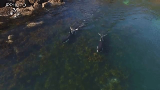 Drone Follows Killer Whale Pair Hunting in Shallow Waters