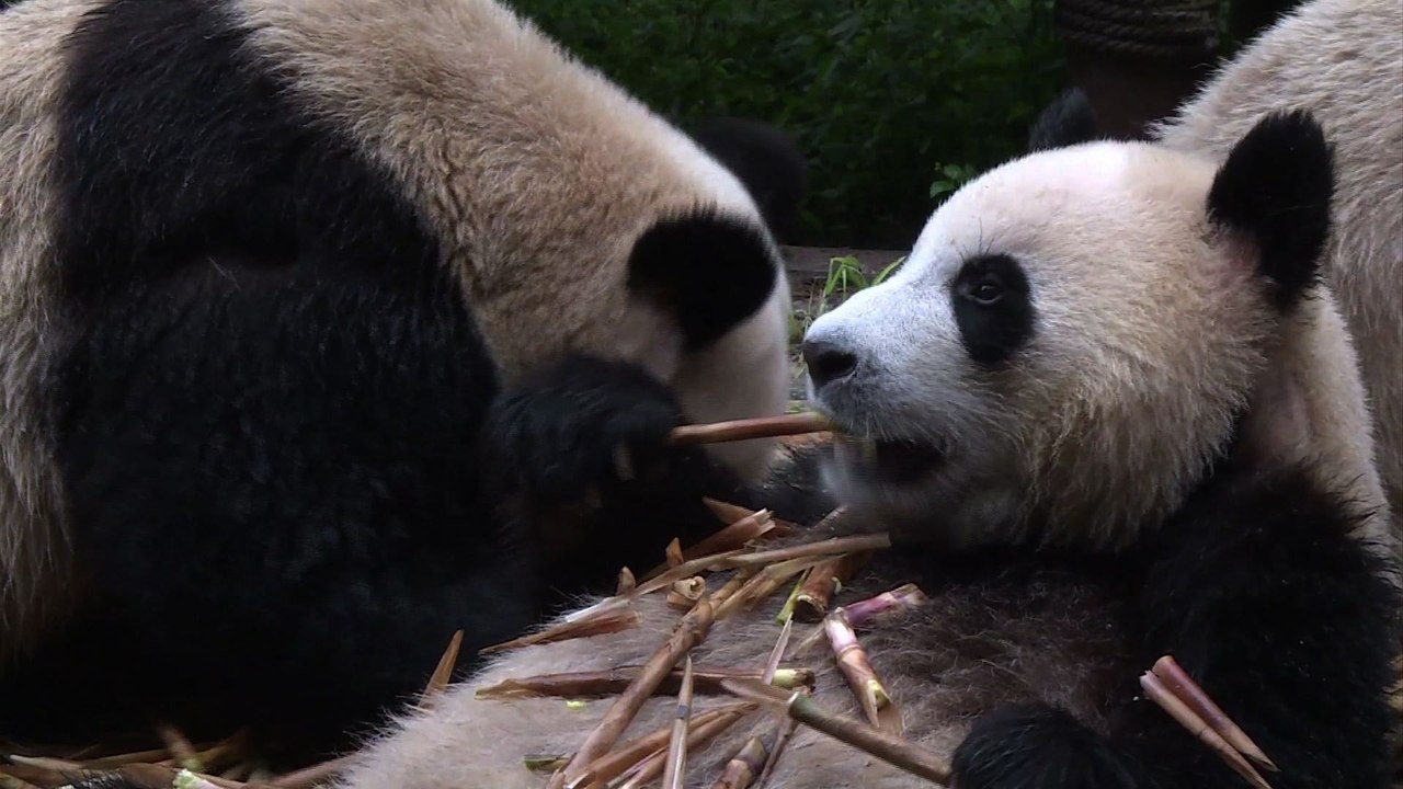 Le panda toujours "en sursis" : la Chine mise sur la reproduction