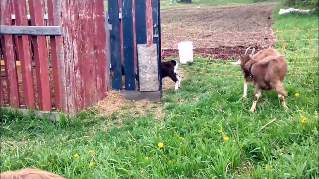Chevre en mode parkour