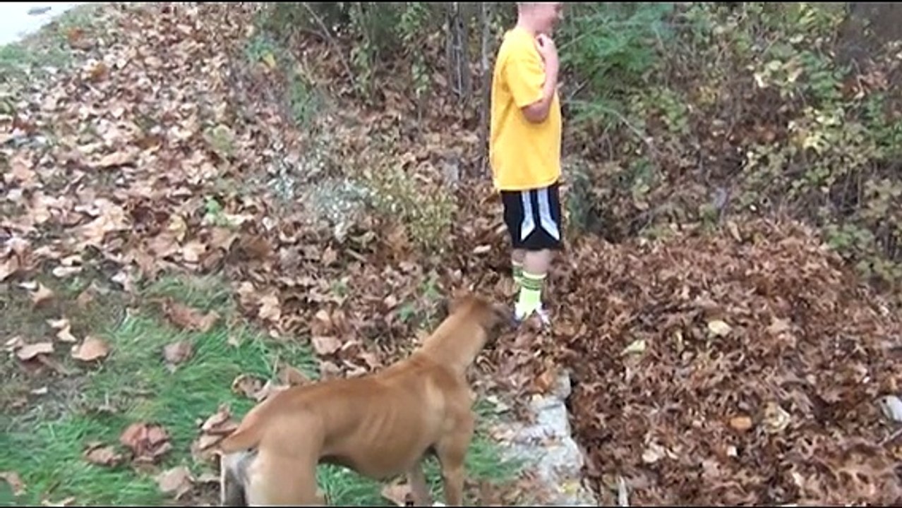 Ce chien part chercher son maitre perdu dans les feuilles mortes!