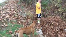 Ce chien part chercher son maitre perdu dans les feuilles mortes!
