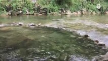 Assèchement des rivières suisses : Les pêcheurs s'inquiètent