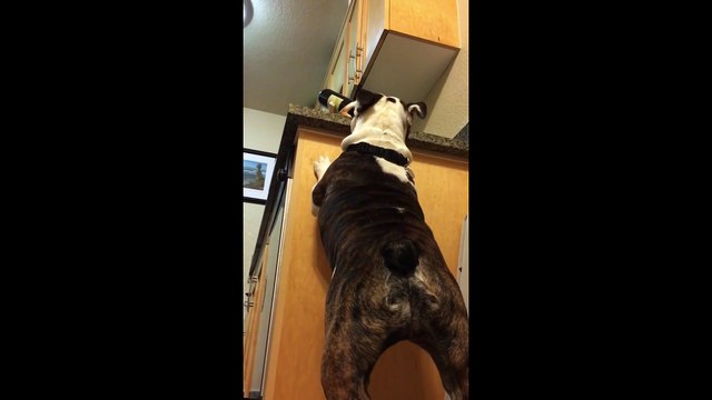 Ce bouledogue veut faire copain-copain avec un porte bouteille en forme de chien... Le pauvre!