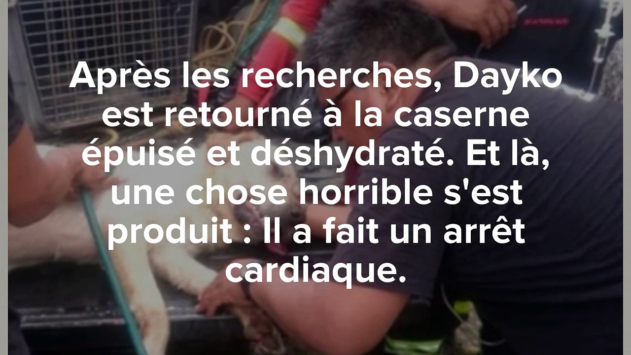 Ce chien de sauvetage est mort. Les larmes aux yeux quand vous allez voir pourquoi !