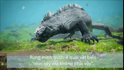 Rùng mình trước 4 quái vật biển ,nhìn vậy mà không phải vậy.