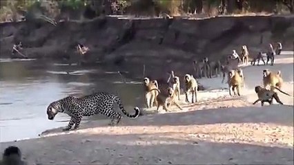 Crazy War between alone Leopard and Baboons