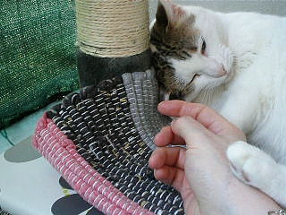 Calin grenadine sur le nouvel arbre à chat