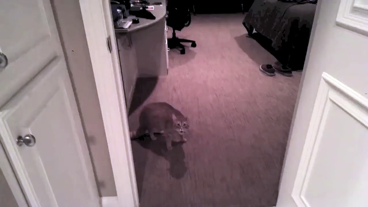 Un chat pas content