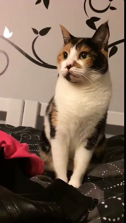 Un chat intelligent