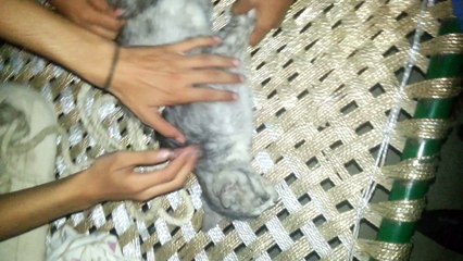 vera ziba ho gaya ha ab hisy karna baki hen