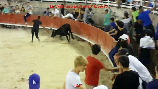 LE CRES-toro piscine-2016/09/10-Taureaux