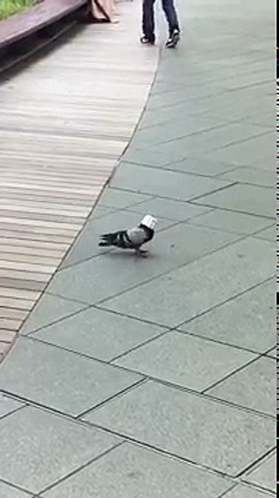 【Twitterで話題】 この鳩最高www　#鳩 #六本木　9月7日