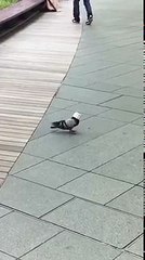 【Twitterで話題】 この鳩最高www　#鳩 #六本木　9月7日