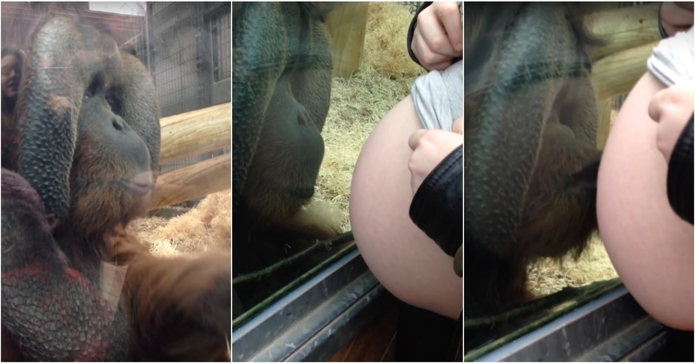 Orangotango beija barriga de mulher grávida e até solta uma lágrima