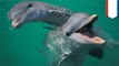 Dolphins have conversations with each other almost like humans do. Scientists say they have proof