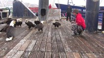 Un pêcheur nourrit une dizaine d'aigles d'amérique sur le ponton
