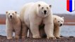 Russian scientists are under siege from polar bears at a remote outpost in the Arctic