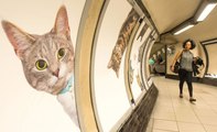 Quand des chats envahissent le métro de Londres pour nous faire réagir