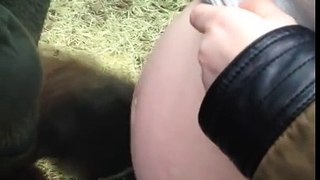 Orangotango fica emocional quando mulher grávida lhe diz que vai ser mãe