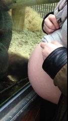 Orangotango fica emocional quando mulher grávida lhe diz que vai ser mãe