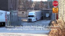 Freezing pigs transported despite Extreme Cold Weather Alert on Jan 3 '12