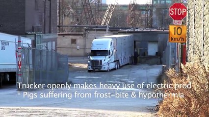 Freezing pigs transported despite Extreme Cold Weather Alert on Jan 3 '12
