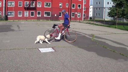 Stupid bike dog trick