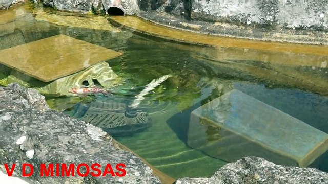 BASSIN POISSONS CARPES KOIS