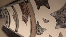 Le métro de londres envahit par des chats!