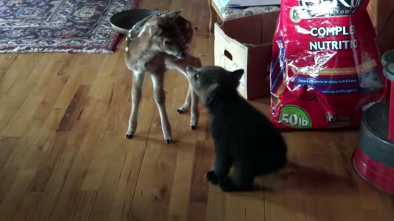 Un ourson rencontre un faon et c'est juste trop mignon