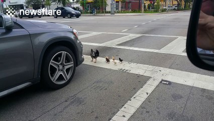 Hen crosses road with chicks, stopping commuter traffic