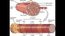 Musculoskeletal - Muscle fiber, Skeletal muscle, and Contraction