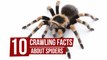 10 Crawling Facts about Spiders