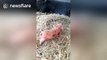 A newborn mini pig sneezing is absolutely adorable