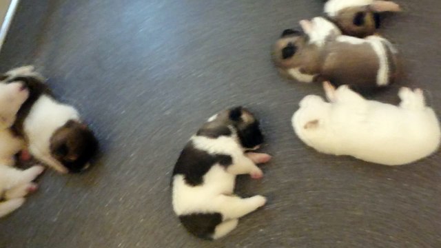 Akita américain du sixième sens 15 jrs