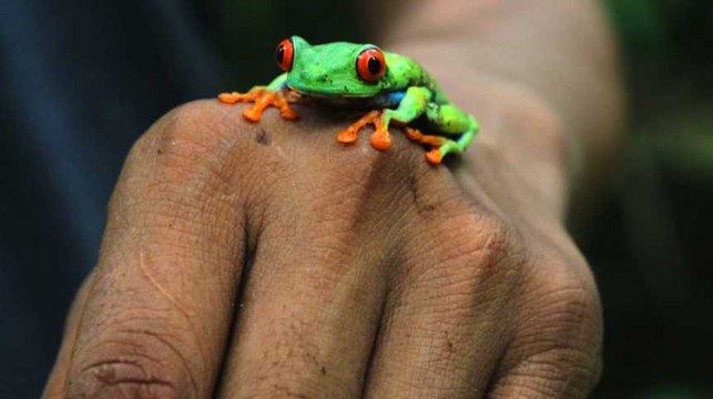 La grenouille aux yeux rouges menacée trouve refuge au Nicaragua