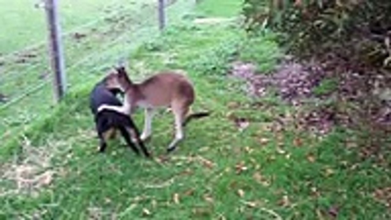 Kangaroo and Dog