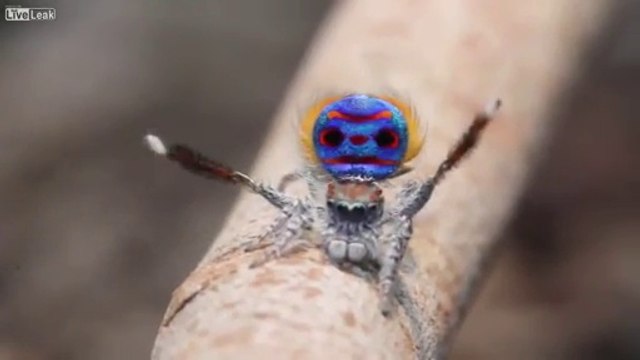 Pour tous les arachnophobes, cette petite vidéo sur la danse nuptial du male de l'araignée paon. Comme quoi la nature nous réserve bien des surprises. Elles ne sont pas toutes foncées et velues ! Il se donne du mal afin de ne pas être mangé!!! Splendide