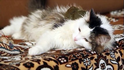 Novedades del mundo animal