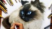 Speed Drawing of a Ragdoll Cat How to Draw Pets Time Lapse Art Video Colored Pencil Illustration Artwork Draw Realism