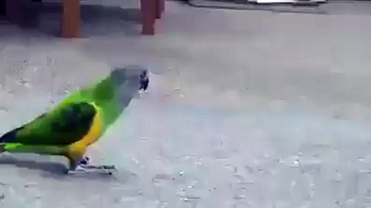 periquito (voce tem que ver este video)