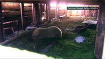 Polar bear cub rescued from Russian village